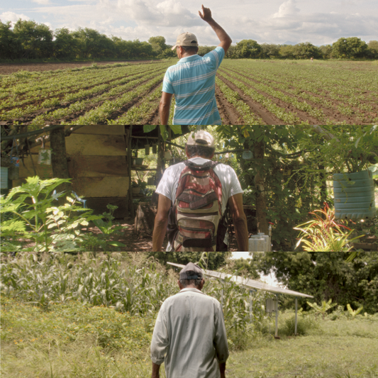 Smallholder farmers use different regenerative agriculture techniques to care for their land, resulting in healthy soils