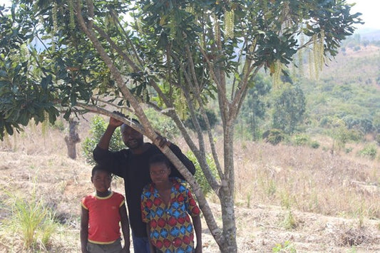 Calvin Masinga and his two sons in their macadamia orchard which supports climate adaptation and resilience