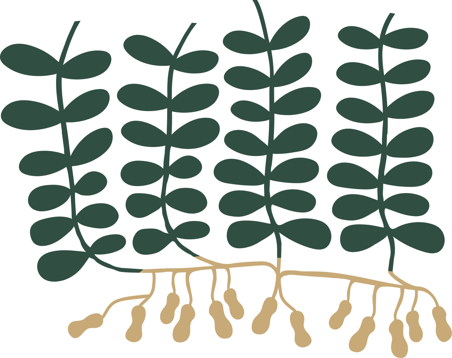 Illustration of a peanut plant
