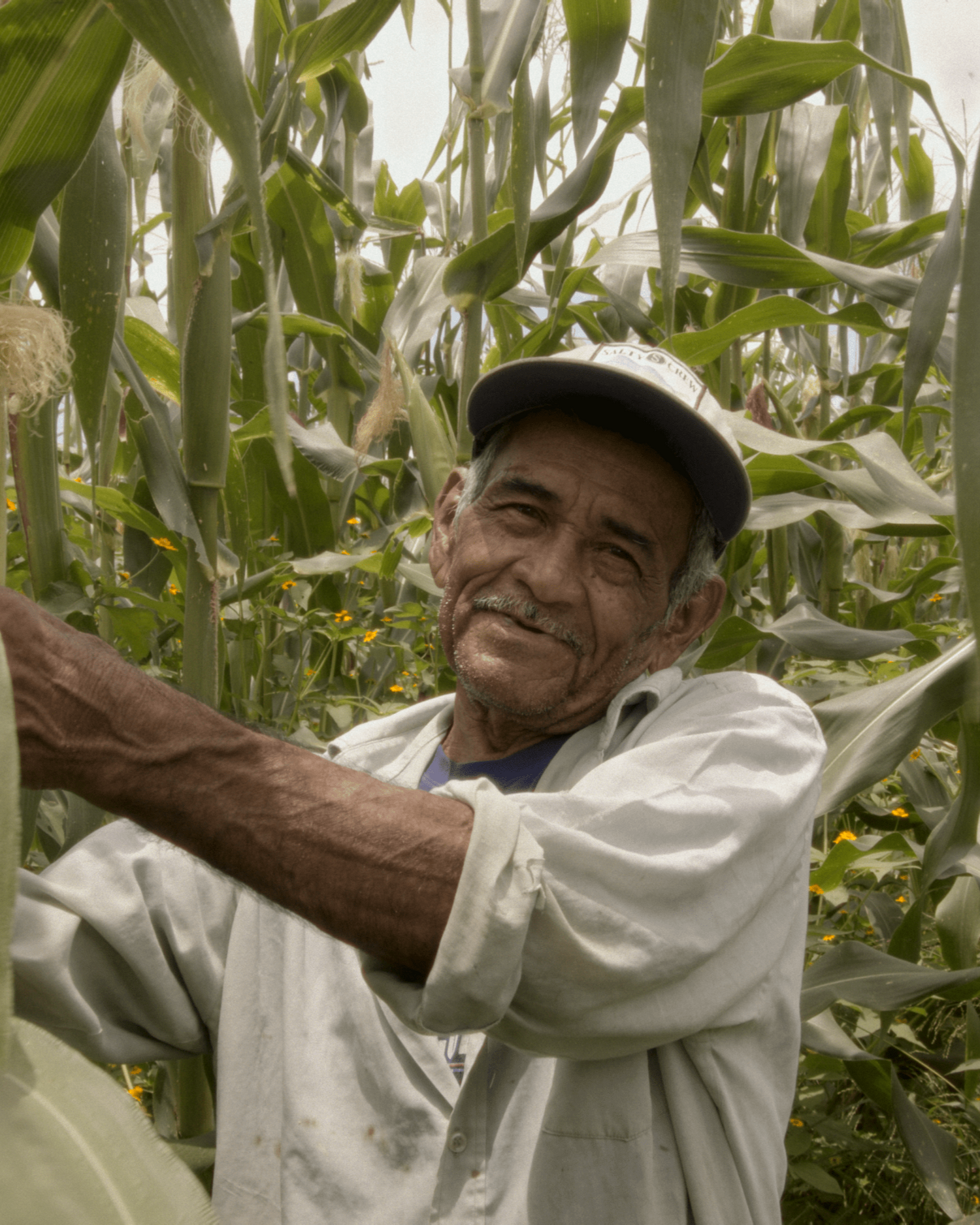 Smallholder farmer harvesting organic produce