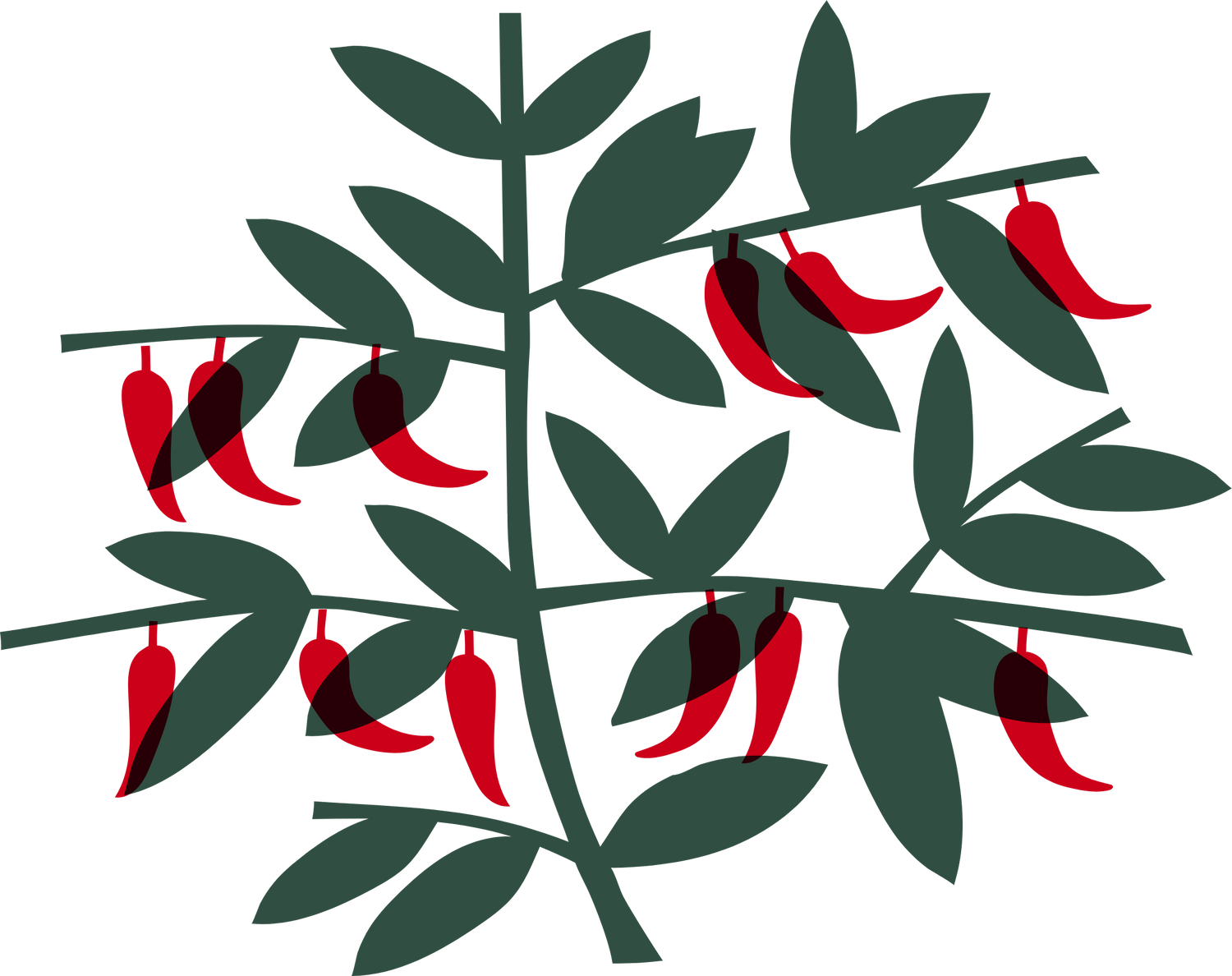 Illuustration of a chilli plant